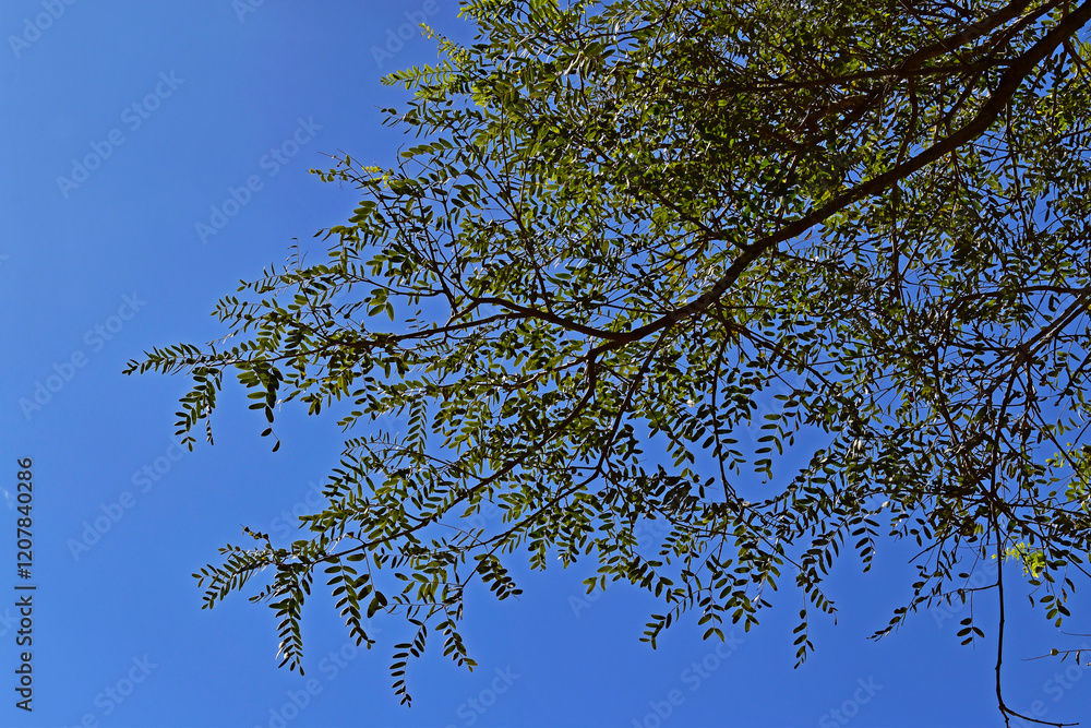Tree branches and blue sky in Teresopolis, Rio de Janeiro, Brazil