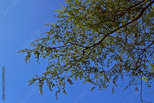 Obraz na płótnie Tree branches and blue sky in Teresopolis, Rio de Janeiro, Brazil w salonie