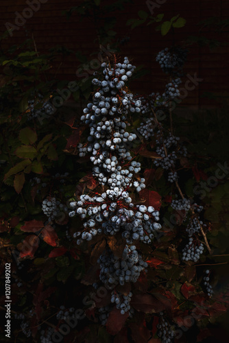 Wallpaper Mural natural background with berries on a bush of Mahonia aquifolium in dark tones. Wild berry of Mahonia. Oregon grapes wild blue berry.  Torontodigital.ca