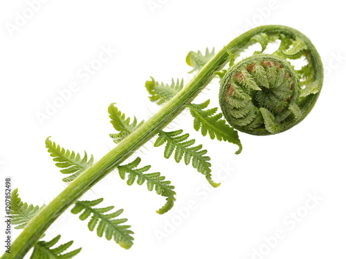 A piece of fresh fiddlehead fern isolated on a transparent background photo