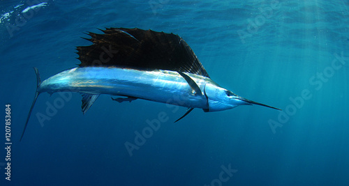 Sailfish swimming in ocean
