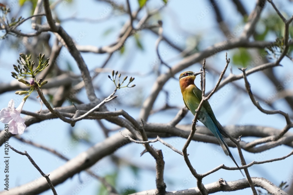 A small green-headed weaver bird that lives naturally in Thailand. A small green-headed weaver bird that lives naturally in Thailand.