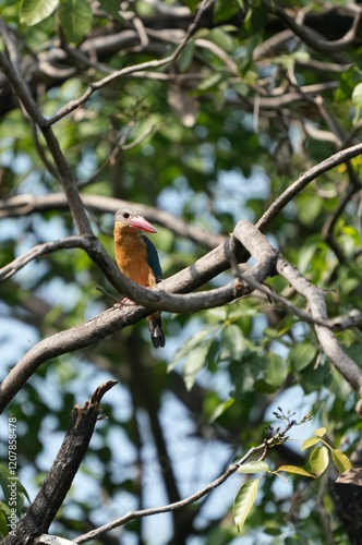 Common kingfisher, living naturally in Thailand photo