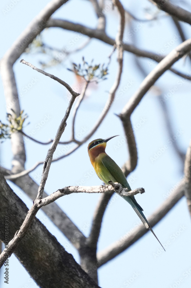 A small green-headed weaver bird that lives naturally in Thailand. A small green-headed weaver bird that lives naturally in Thailand.
