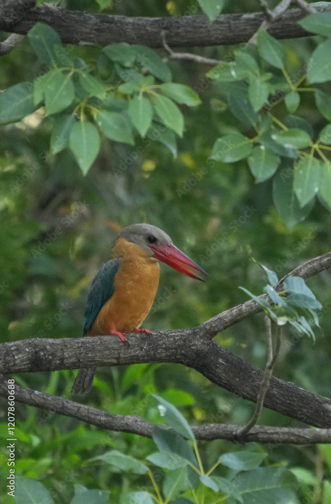 Fototapeta premium Common kingfisher, living naturally in Thailand