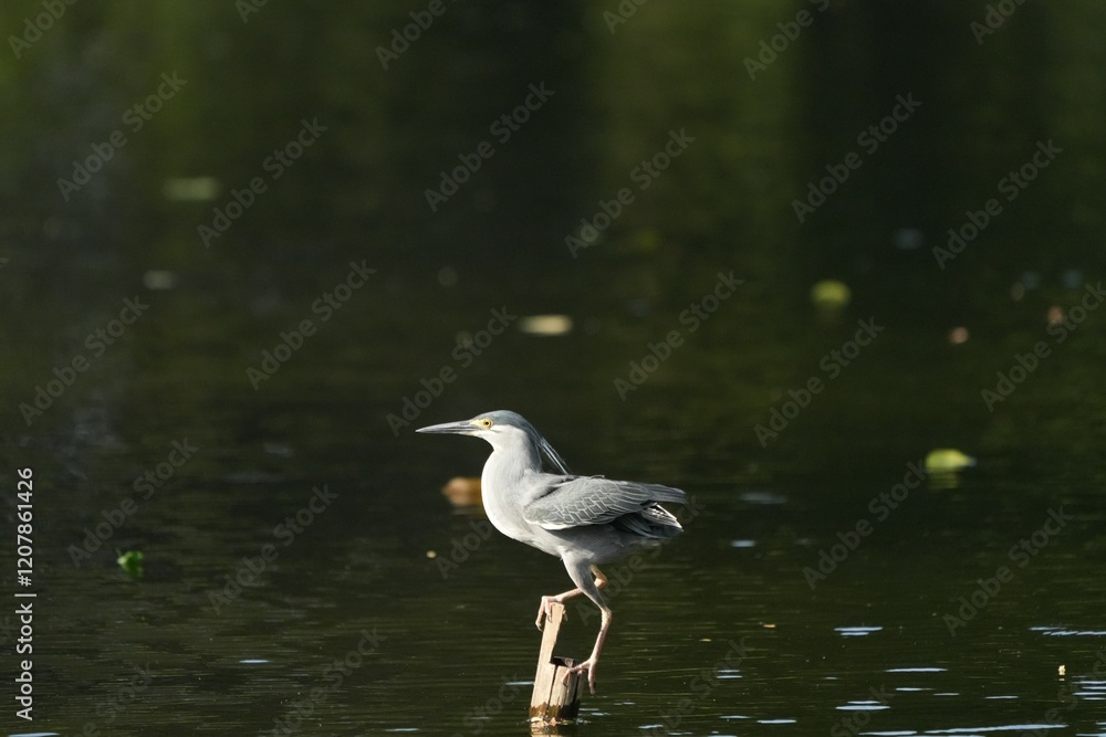 Fototapeta premium Green Egret, living naturally in Thailand