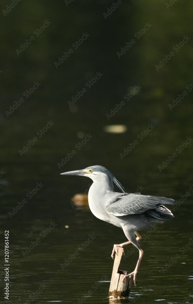 Green Egret, living naturally in Thailand Green Egret, living naturally in Thailand