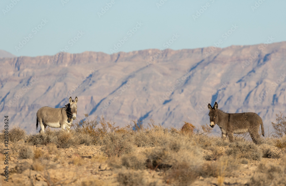 Wild Burros in Winter int he Nevada Desert