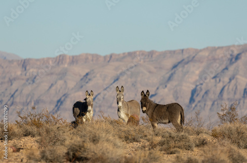 Wild Burros in Winter int he Nevada Desert photo