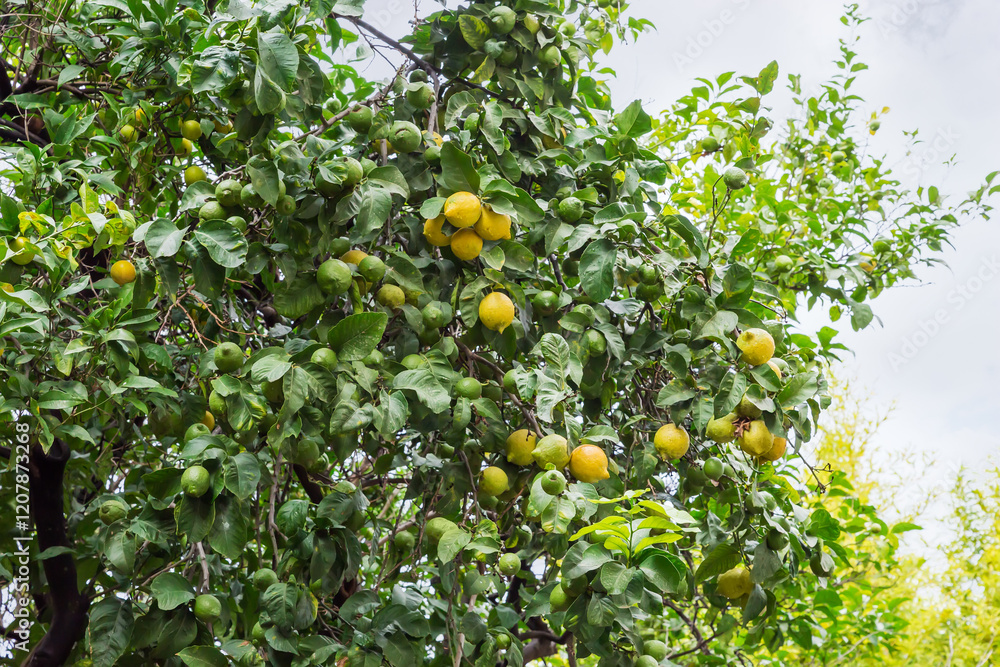 Lemon tree with ripe and green fruits against cloudy sky