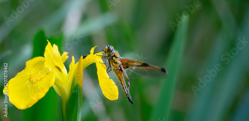 Red dragonfly is sitting on a yellow flower, newly hatched insect, wetland Haff Reimich, nature reserve in Luxembourg  photo