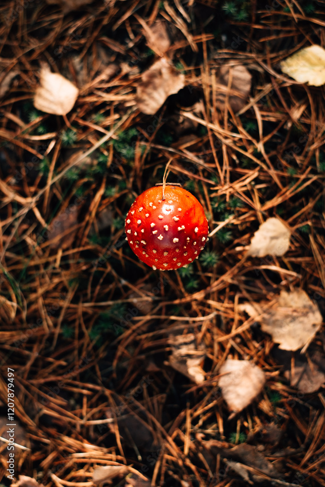 Toxic and hallucinogen mushroom Fly Agaric in grass on autumn forest Toxic and hallucinogen mushroom Fly Agaric in grass on autumn forest