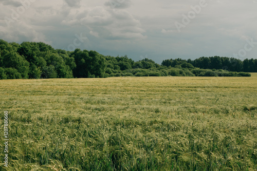 field with young ears of corn photo