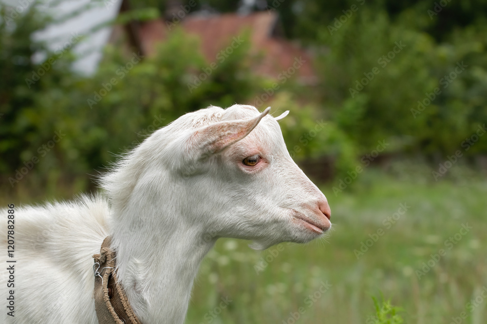 Portrait of a funny goat.Funny goat grazing on a green grassy lawn. Cute animal portrait. Portrait of a funny goat.Funny goat grazing on a green grassy lawn. Cute animal portrait.
