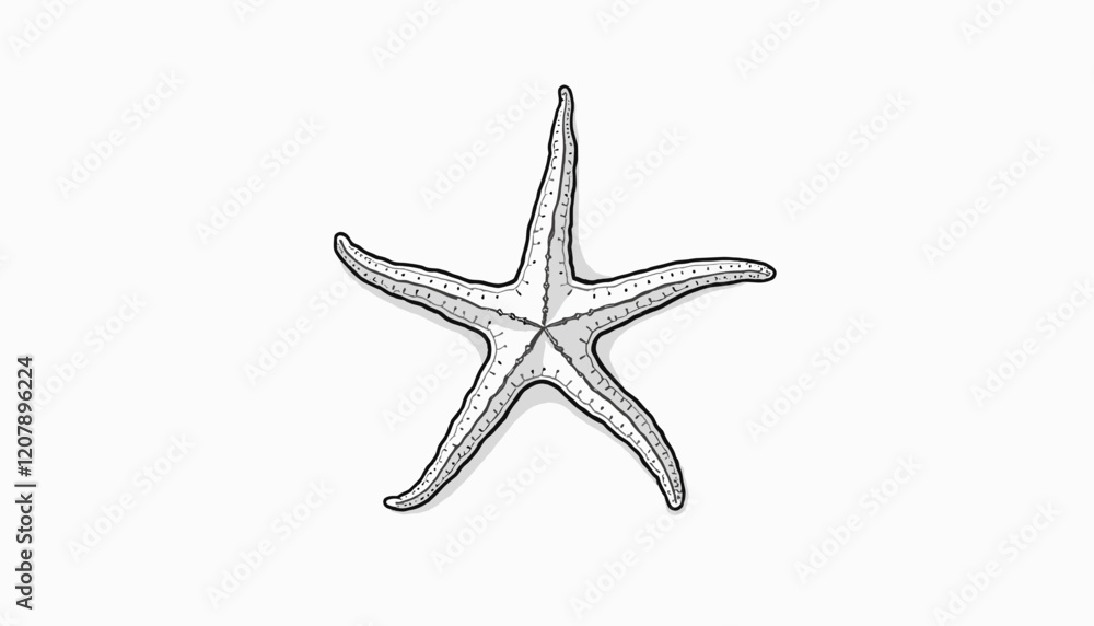 Black and white sketch of a starfish from a top view Black and white sketch of a starfish from a top view