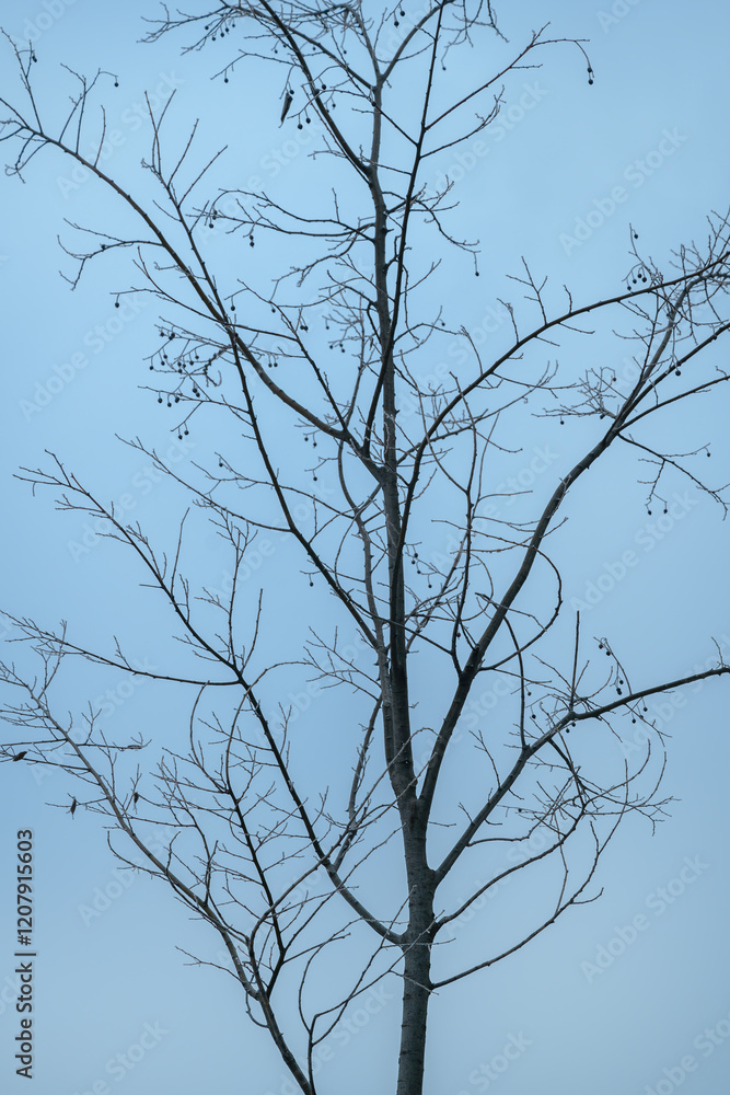 Obraz premium Deciduous tree bare treetop branches in winter