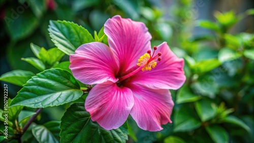 Close-up of hibiscus flower with delicate pink petals and yellow stamen in the center, surrounded by green leaves, nature, plant, macro