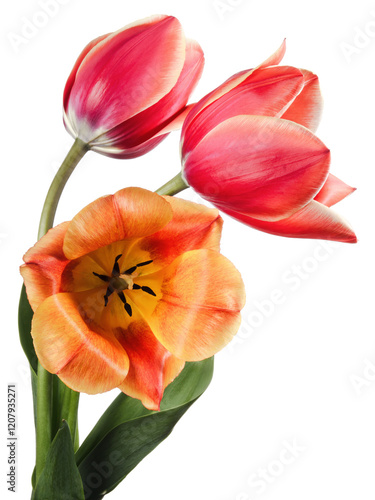 Three tulip flowers isolated on white background