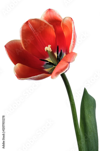 One beautiful opened tulip isolated on white background