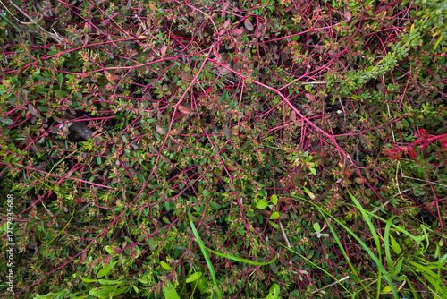 Euphorbia maculata, also referred to as spotted spurge, milk purslane, prostrate spurge, or spotted sandmat. photo