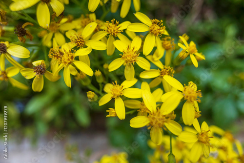 Senecio angulatus, also known as creeping groundsel and Cape ivy, is a succulent flowering plant in the family Asteraceae that is native to South Africa. photo