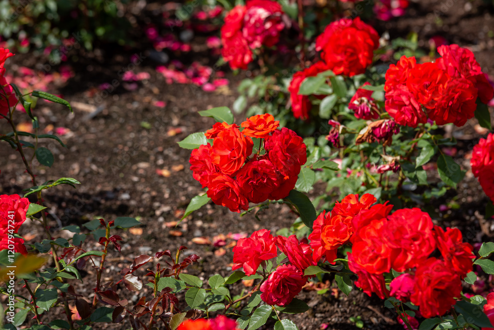 Beautiful red roses blooming in summer garden. Rose flowers growing outdoors, nature, blossoming flower art design background. Bright rose buds close-up over green grass. Nature, Gardening, design. Beautiful red roses blooming in summer garden. Rose flowers growing outdoors, nature, blossoming flower art design background. Bright rose buds close-up over green grass. Nature, Gardening, design.