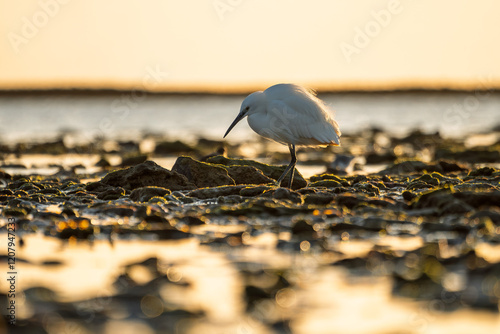 Obraz na płótnie Seidenreiher (Egretta garzetta) w salonie