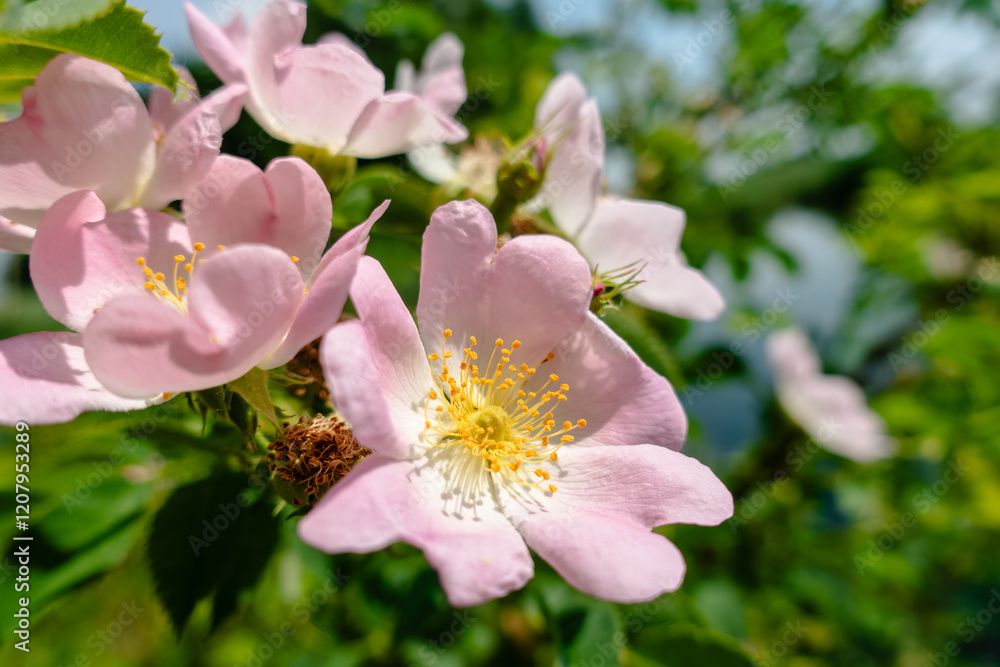 Obraz premium A close up of a pink flower with yellow centers