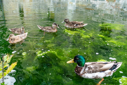 A group of ducks are swimming in a green pond