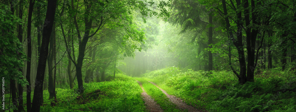 Fototapeta premium Picturesque panoramic scenery with mist in a green forest