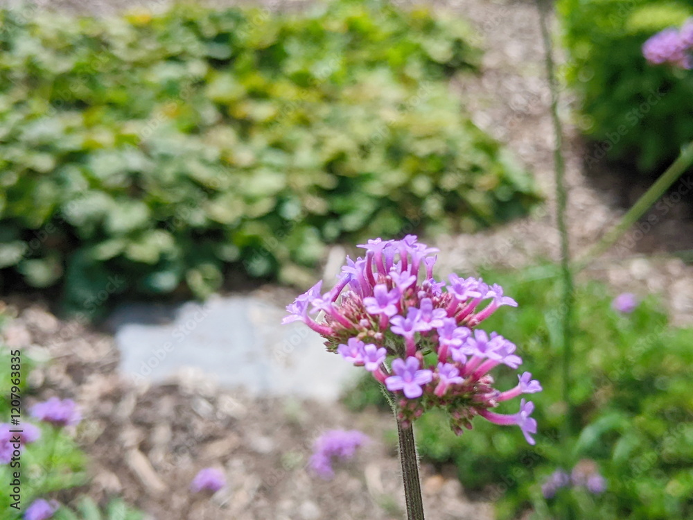Verbena bonariensis flowers in sunny day. Tall Verbena