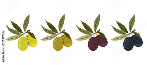 Degree of ripeness of olives. Olive tree, ripe olives, olive oil. Ingredients for cooking. Flat illustration on white background.