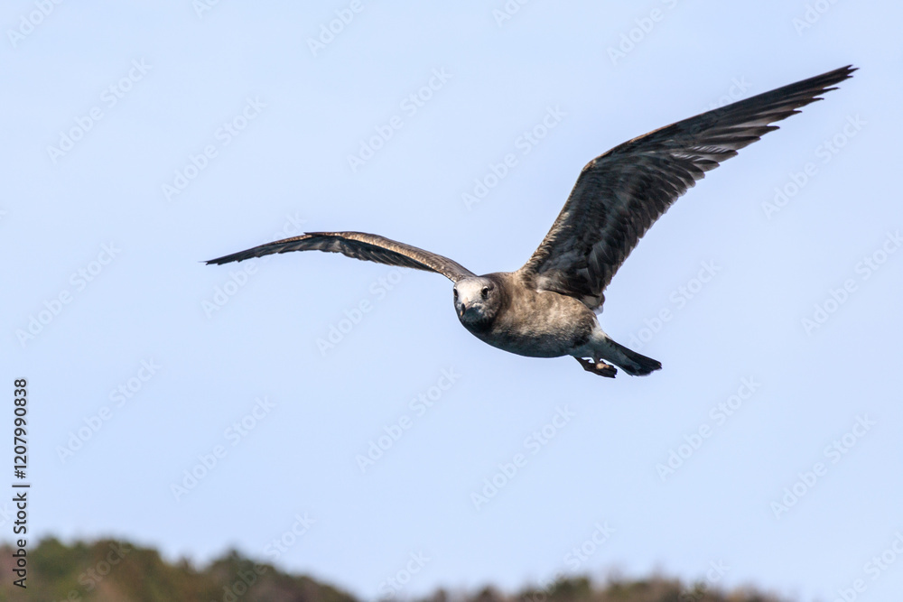 Graceful Seagull Soaring Over a Coastal Landscape Graceful Seagull Soaring Over a Coastal Landscape