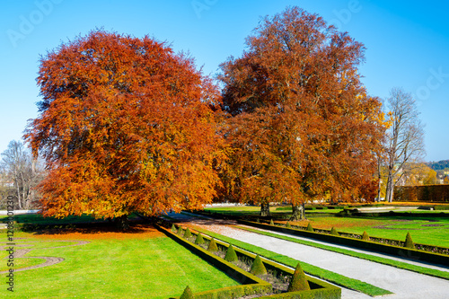 Massive oak trees in a park, their leaves glowing in vibrant orange hues during autumn. Surrounded by a lush green lawn, the scene captures the beauty of fall on a sunny day
