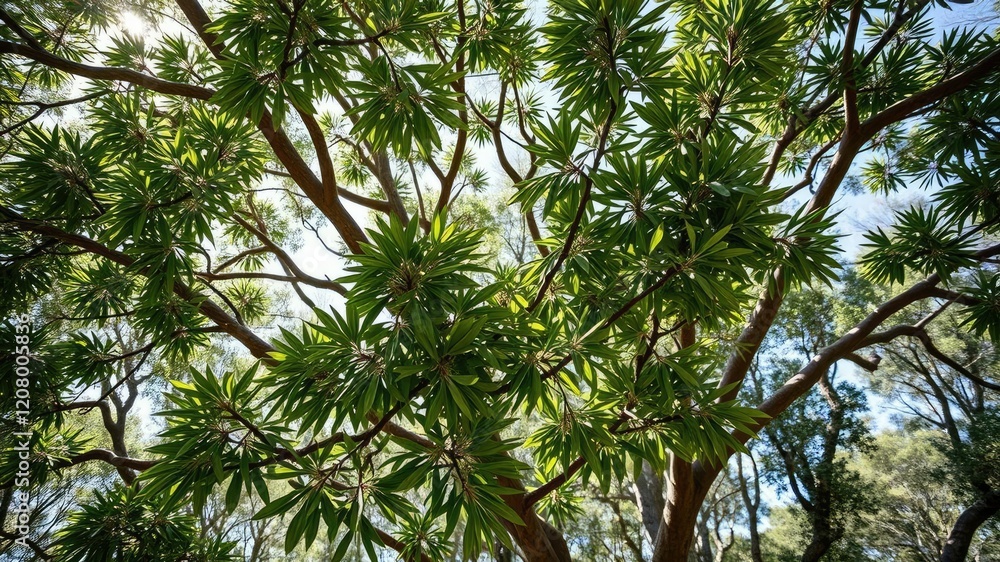 Fototapeta premium Blue gum tree leaves are densely packed on the branches of a mature tree in a sun-drenched Australian forest, forest canopy, serene atmosphere, leafy trees