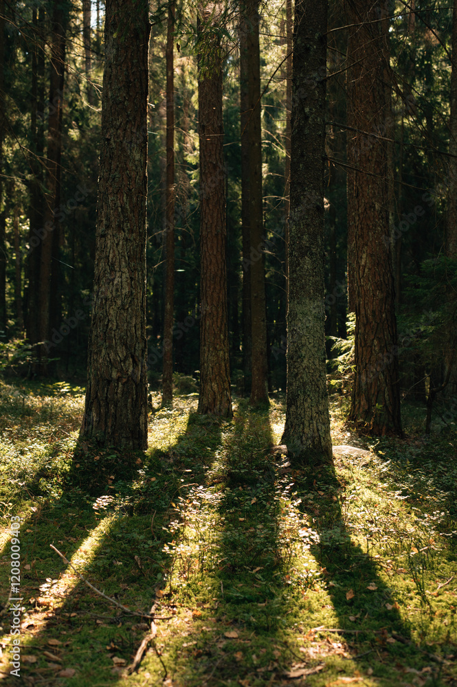 Beautiful Sunset Sunrise Sun Sunshine In Forest. Beautiful Sunset Sunrise Sun Sunshine In Forest.