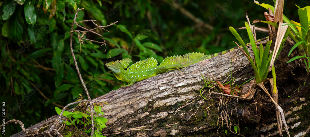 Emerald Green Basilisk Resting on a Tree Trunk in Costa Rica Rainforest Emerald Green Basilisk Resting on a Tree Trunk in Costa Rica Rainforest