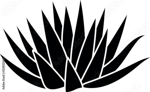 Agave logo.  Isolated agave on white background photo