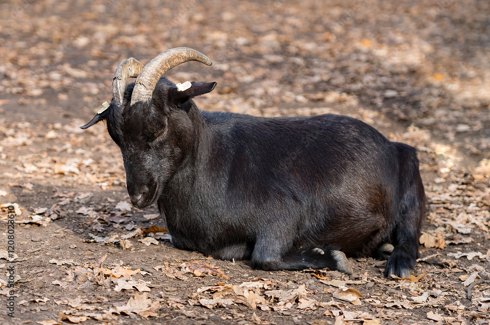 A black goat with horns stands in a zoo, farm animals. A black goat with horns stands in a zoo, farm animals.