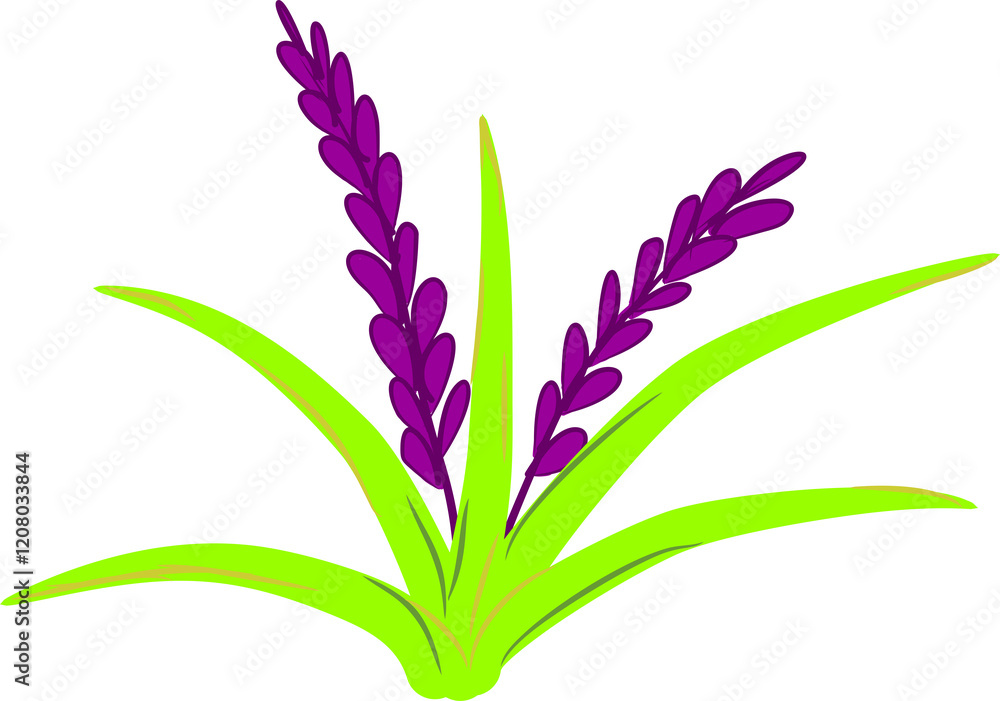 Fototapeta premium Lavender
