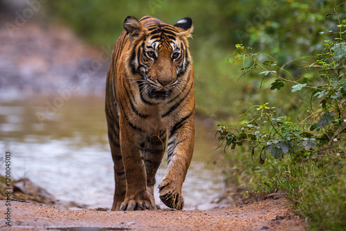 tiger in the wild photo