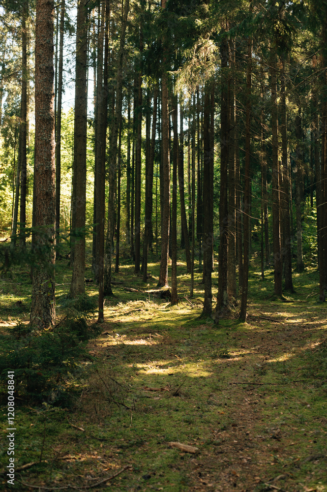 Obraz premium Beautiful Sunset Sunrise Sun Sunshine In Forest.