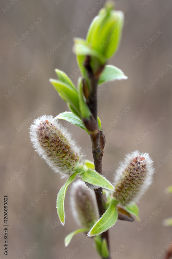 buds and green leaves in spring closeup buds and green leaves in spring closeup