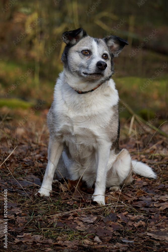 Obraz premium Brown and white mongrel dog sitting on dried leaves