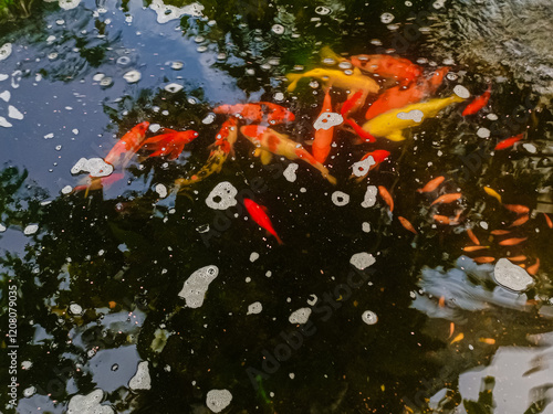 Pond with goldfish or Golden carp Japanese name-koi fish, Nishikigoi, Cyprinus carpio haematopterus in the pond, close-up of koi fish. photo