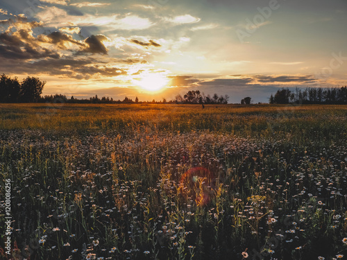 A beautiful field of daisies at sunset in summer in the countryside. photo