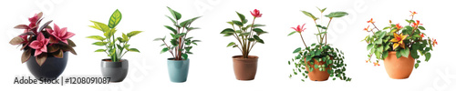 Vector image of a collection of ornamental plants in the yard