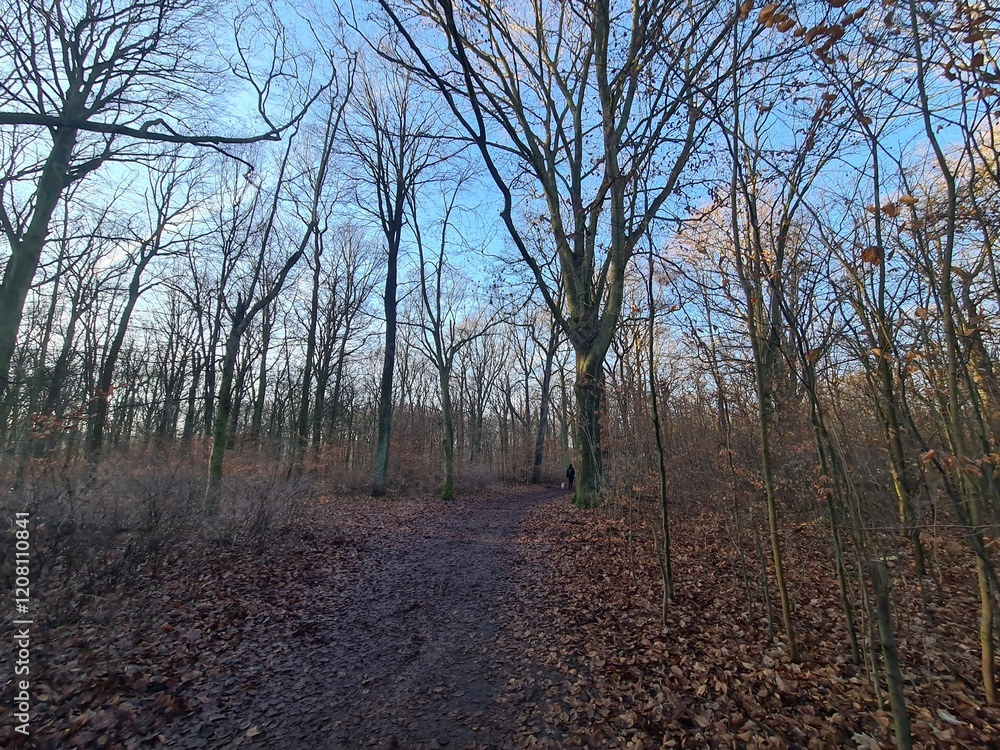 Naturpfad mit blauem Himmel, im Winter: Plänterwald in Berlin Treptow Naturpfad mit blauem Himmel, im Winter: Plänterwald in Berlin Treptow