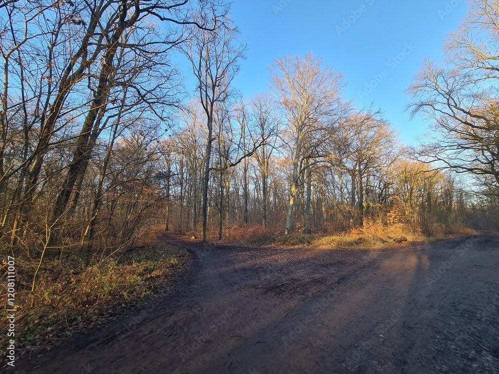 Naturpfad mit blauem Himmel, im Winter: Plänterwald in Berlin Treptow Naturpfad mit blauem Himmel, im Winter: Plänterwald in Berlin Treptow
