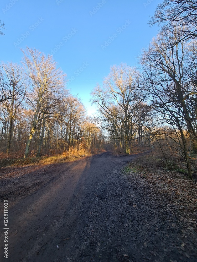 Naturpfad mit blauem Himmel, im Winter: Plänterwald in Berlin Treptow Naturpfad mit blauem Himmel, im Winter: Plänterwald in Berlin Treptow